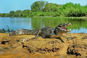 Caimans: Yacare Caiman / Red Caiman / Piranha Caiman / Southern