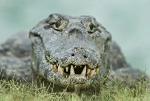 Caimans: Yacare Caiman / Red Caiman / Piranha Caiman / Southern