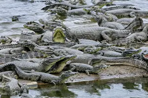 Caimans: Yacare Caiman / Red Caiman / Piranha Caiman / Southern