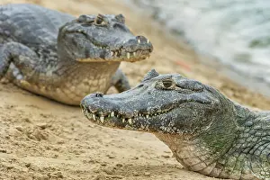 Caimans: Yacare Caiman / Red Caiman / Piranha Caiman / Southern