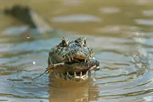 Caimans: Yacare Caiman / Red Caiman / Piranha Caiman / Southern