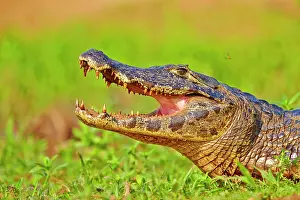 Caimans: Yacare Caiman resting on the bank of the river mouth