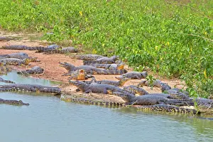 Caimans: Yacare Caiman resting on the bank of the river Pantanal