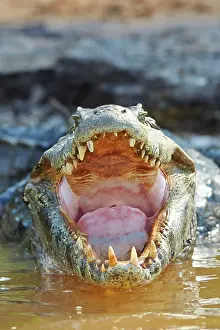 Caimans: Yacare Caiman resting on the bank of the river Pantanal