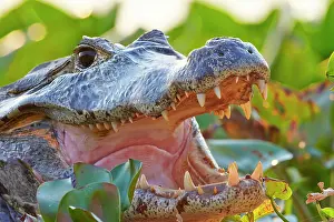 Caimans: Yacare Caiman resting on the bank of the river Pantanal