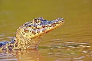 Caimans: Yacare Caiman resting on the bank of the river Pantanal