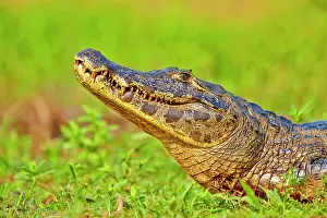 Caimans: Yacare Caiman resting on the bank of the river Pantanal