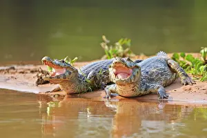 Caimans: Yacare Caiman resting on the bank of the river Pantanal