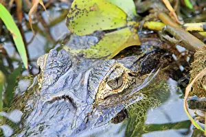 Caimans: Yacare Caiman resting on the bank of the river Pantanal