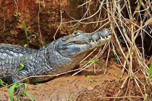 Caimans: Yacare Caiman resting on the bank of the river Pantanal
