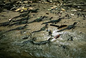 Caimans: Yacare Caiman - young