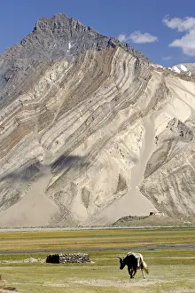 Vale: Yack surroundings Rangdum Mountain Zanskar India