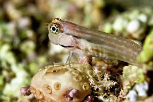 Blenny: Yaeyama Blenny