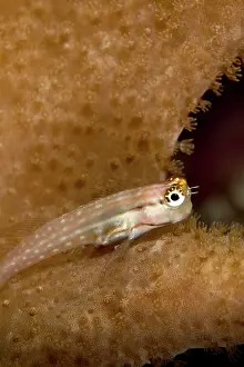 Blenny: Yaeyama Blenny