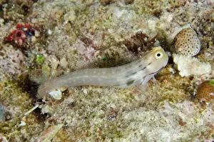 Blenny: Yaeyama Blenny - Batu Rufos dive site, Penemu Island
