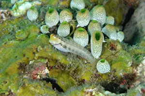 Squirts: Yaeyama Blenny - with colony of Robust Sea Squirts