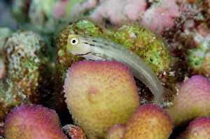 Blenny: Yaeyama Blenny on coral