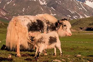 Suckle: Yak (Bos grunniens) with feeding calf on a pasture