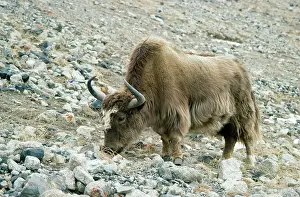Pakistan: YAK