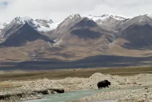 Habtiat: Yak - crossing river with snow covered mountains