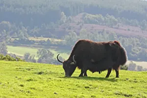 Grunniens: Yak - grazing