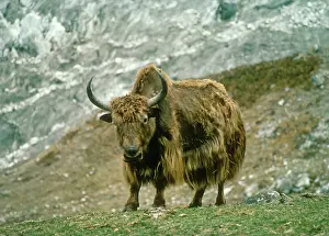 Yaks: Yak - Langtang National Park