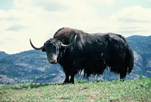 Grunniens: YAK - MALE