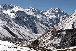 Howie: Yak near Mt. Jhomolari, Jangothang Jigme