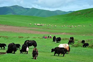 Grunniens: The yak provides whool, meat and milk to the tibetans