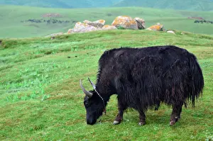 Tibet: The yak provides whool, meat and milk to the tibetans