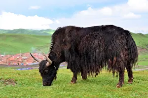 Tibet: The yak provides whool, meat and milk to the tibetans