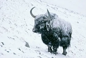 Grunniens: YAK - in snow and frozen ice
