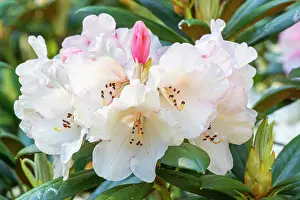 Whites: Yakushima Rhododendron Grincheux, Rhododendron