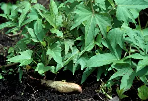 Ipomoea: Yam / Sweet Potato - with exposed tuber