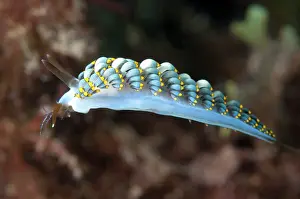 Cerata: Yamasu's Cuthona Nudibranch