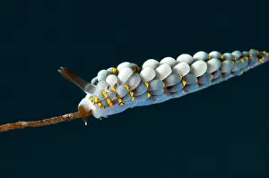 Cerata: Yamasu's Cuthona Nudibranch