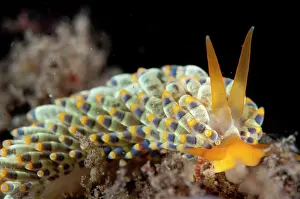Cerata: Yamasu's Nudibranch