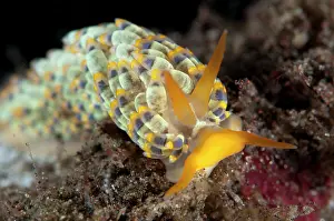 Cerata: Yamasu's Nudibranch