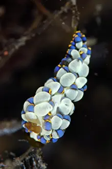 Cerata: Yamasu's Nudibranch