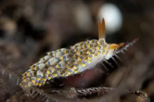 Slug: Yamasu's Nudibranch