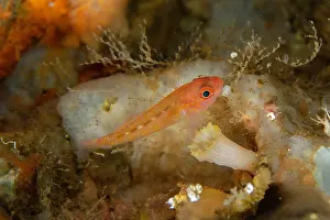 Stripe: Yano's Dwarfgoby