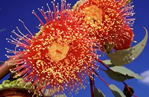 Mallee: Yarldarlba or Large-fruited mallee (Eucalyptus