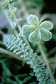 Millefolium: Yarrow