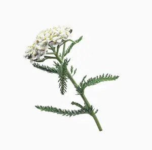 Millefolium: Yarrow