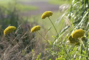 Achillea: Yarrow
