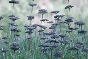 Achillea: Yarrow