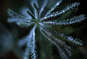 Candy: Yarrow