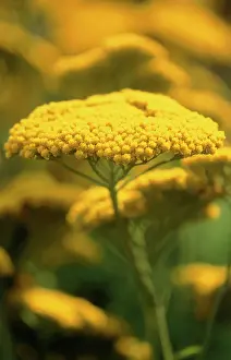 Achillea: Yarrow