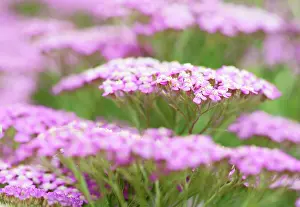 Millefolium: Yarrow