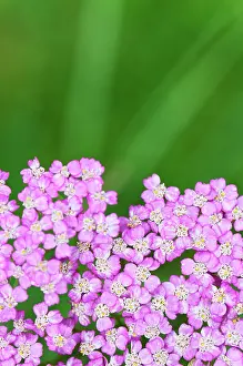 Millefolium: Yarrow